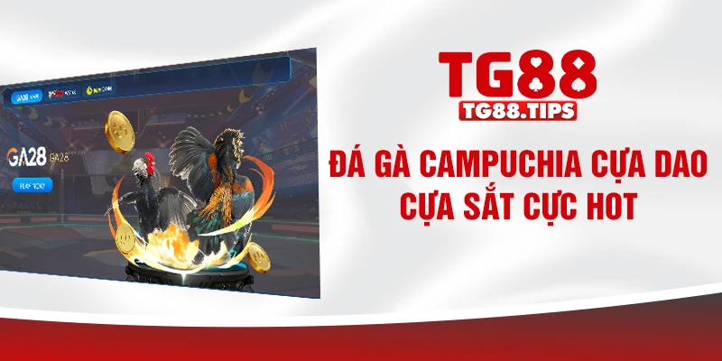 Đá gà Campuchia cựa dao, cựa sắt cực hot Đá gà Campuchia cựa dao, cựa sắt cực hot