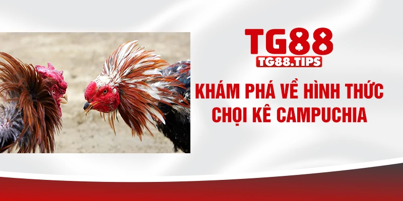 Khám phá về hình thức chọi kê Campuchia Khám phá về hình thức chọi kê Campuchia