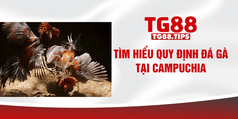 Tìm hiểu quy định đá gà tại Campuchia Tìm hiểu quy định đá gà tại Campuchia